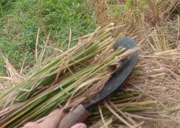 Bentuk Khidmat Terhadap Guru, Santri di Cijolang Tasikmalaya Bantu Kiayi Panen Padi