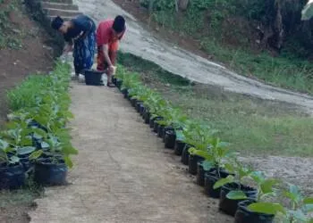 Selain Ilmu Agama, Santri Ponpes Darul Falah Diajarkan Cara Bertani