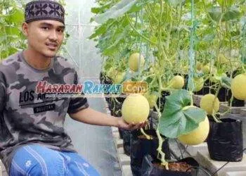 Ponpes Agribisnis Banjar Sukses Kembangkan Melon Inthanon & Jepang