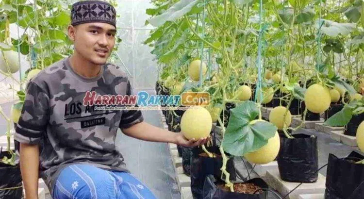 Ponpes Agribisnis Banjar Sukses Kembangkan Melon Inthanon & Jepang