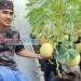 Ponpes Agribisnis Banjar Sukses Kembangkan Melon Inthanon & Jepang